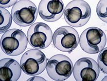 Ca. 26 h alte Embryonen des Zebrabärblings (Danio rerio)