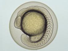 Zebra fish embryo (Danio rerio) of about 32 hours 